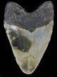 Bargain Megalodon Tooth - North Carolina #37345-1